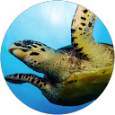 Lucas C. profile picture